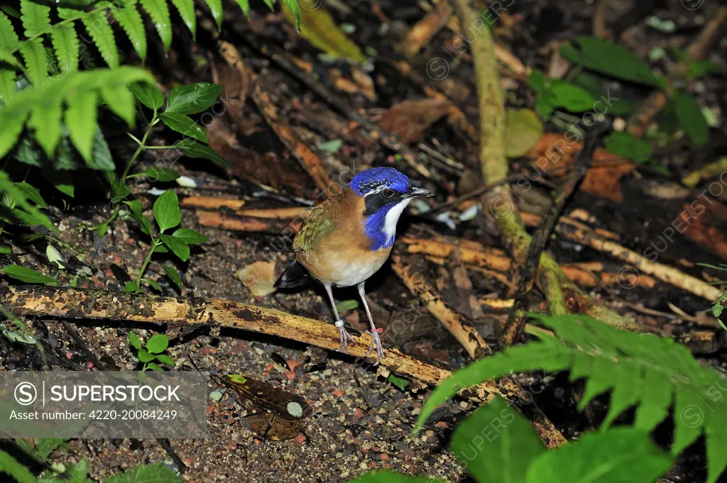 Pitta-like Ground Roller  (Atelornis pittoides). Masoala National Park - Madagascar.