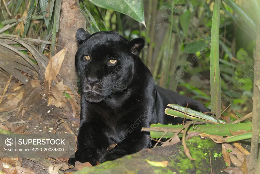 Black Jaguar  Panther (Panthera onca). Belize.