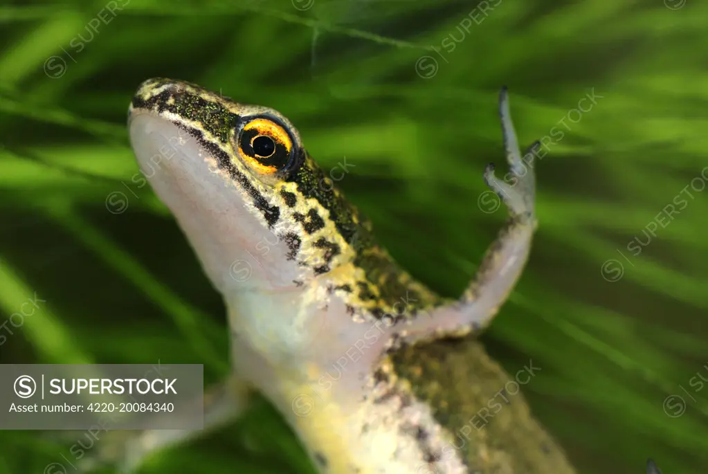 Palmate Newt  (Triturus helveticus). Switzerland.