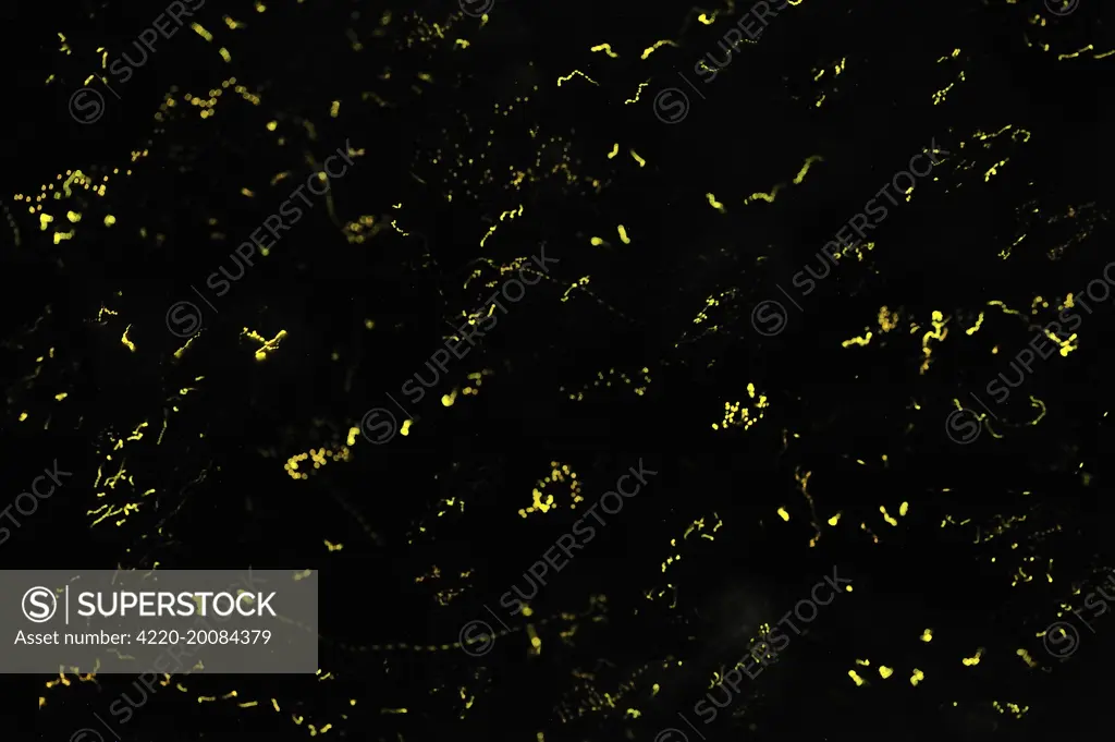 lightning bugs / fireflies at night - Tanjung Puting National Park ( family Lampyridae). Kalimantan - Borneo - Indonesia.