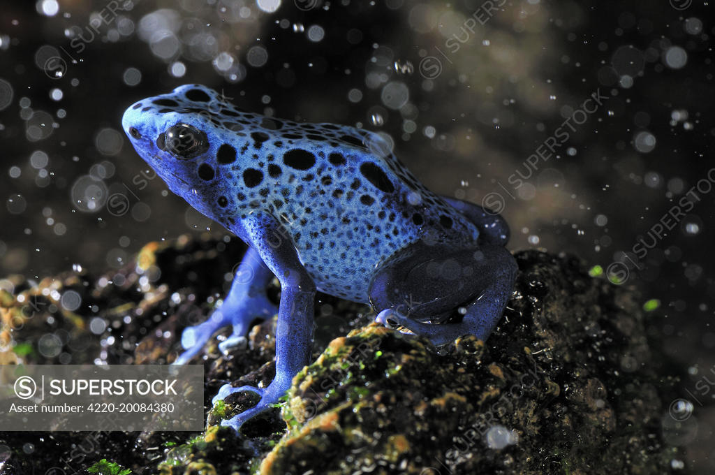 Dyeing Poison Dart Frog, Blue Poison Dart Frog (Dendrobates