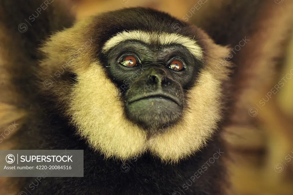Agile Gibbon / Black - handed Gibbon - portrait  (Hylobates agilis). Tanjung Puting National Park - Kalimantan - Borneo - Indonesia.