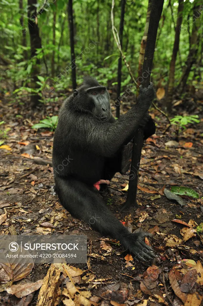 Celebes Crested Macaque / Crested Black Macaque / Sulawesi Crested Macaque / Black Ape - showing penis (Macaca nigra). Tangkoko Nature Reserve - North Sulawesi - Indonesia.