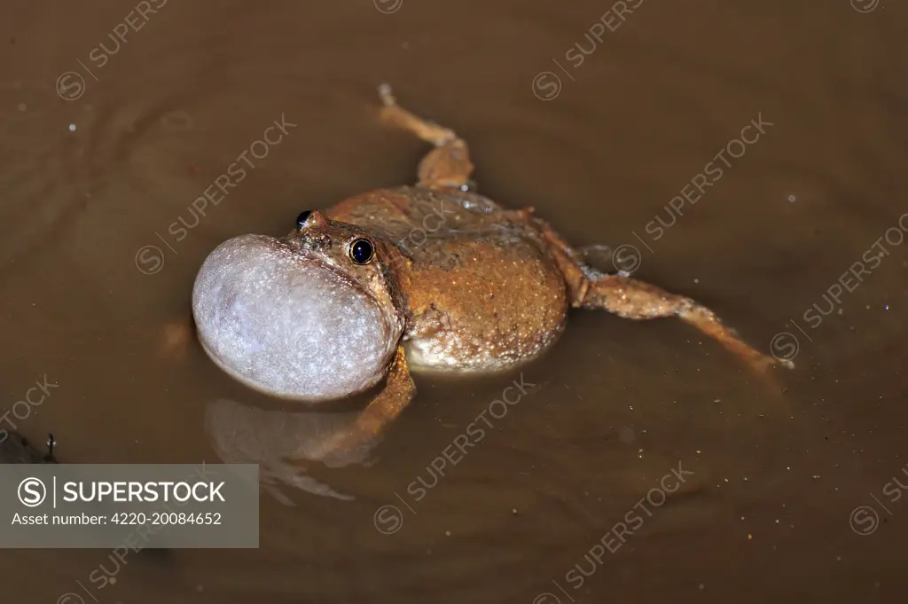 Microhylid Frog  (Kaloula sp.). Tangkoko Nature Reserve - North Sulawesi - Indonesia.