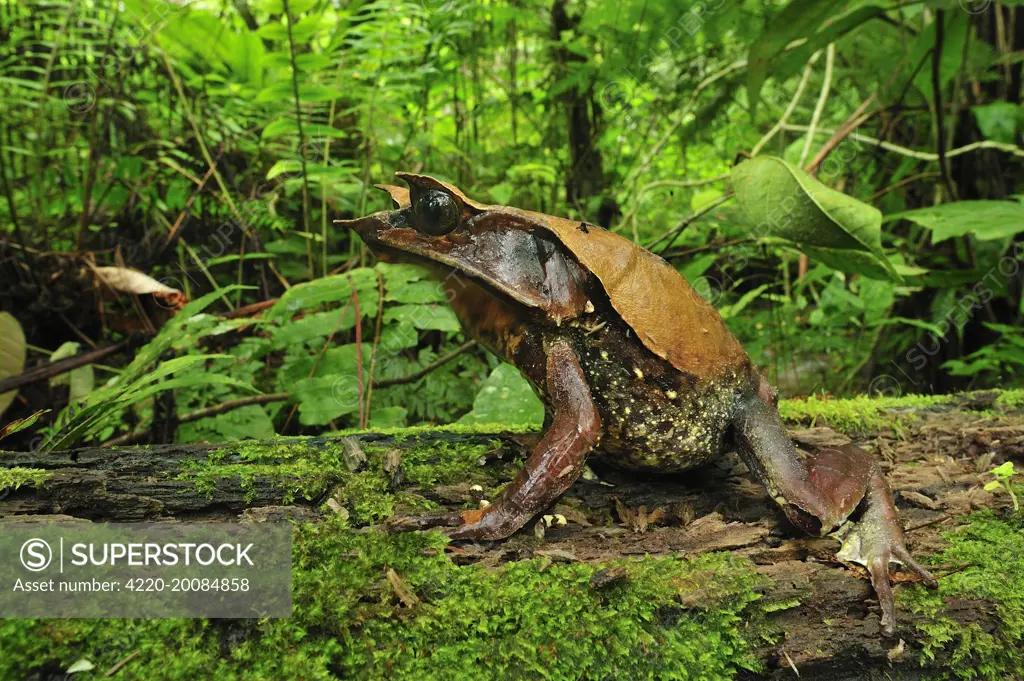 Long-nosed Horned Frog / Malayan Horned Frog (Megophrys nasuta). Cameron Highlands - West Malaysia.