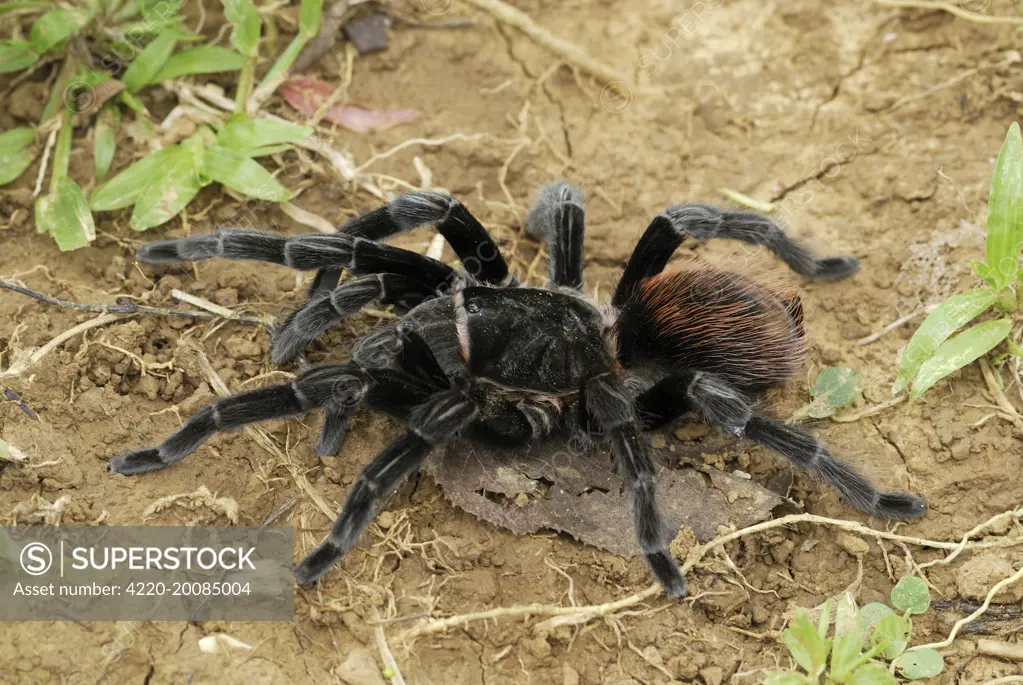 Mexican red rump / Mexican black velvet Tarantula (Brachypelma vagans). Bird-eating Spider Belize.  .