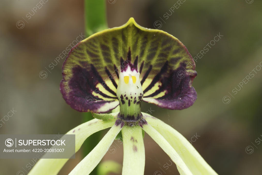 Black Orchid Belize National Flower Best Flower Site