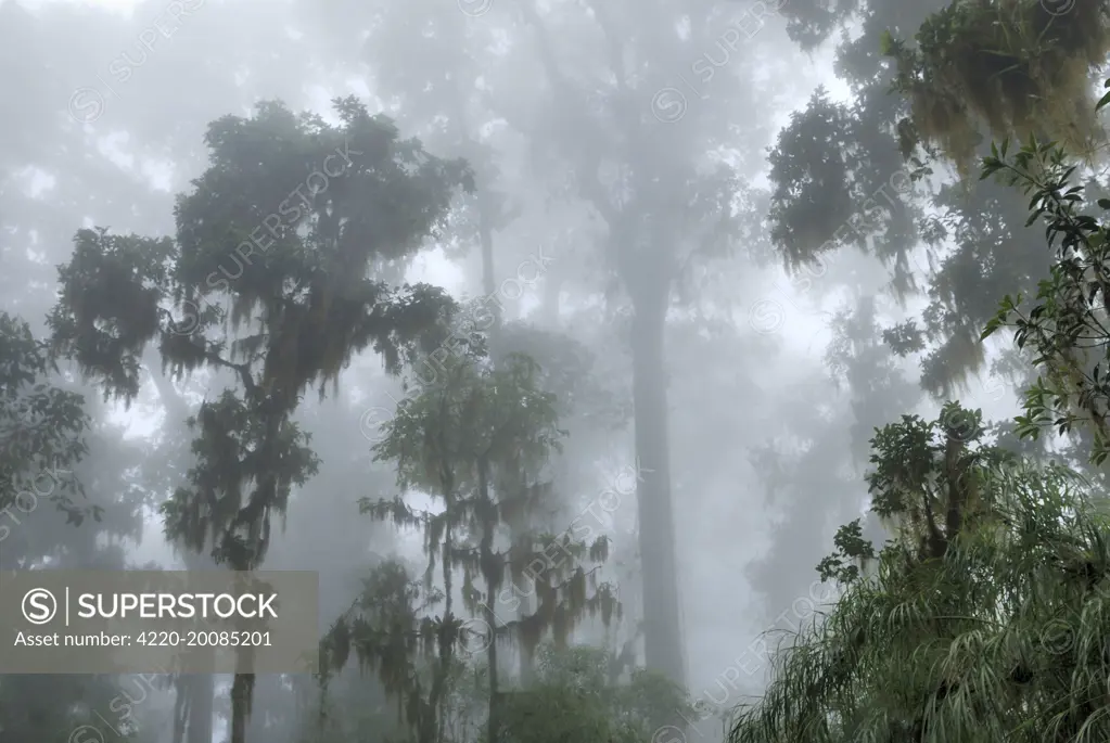 Cloud forest - with lichen and moss. Chirripo National park, Costa Rica.