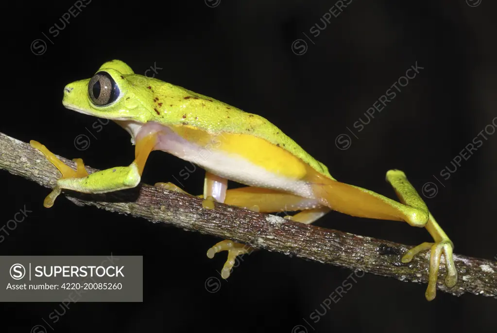 Lemur Leaf Frog (Phyllomedusa lemur). Siquirres, Costa Rica.