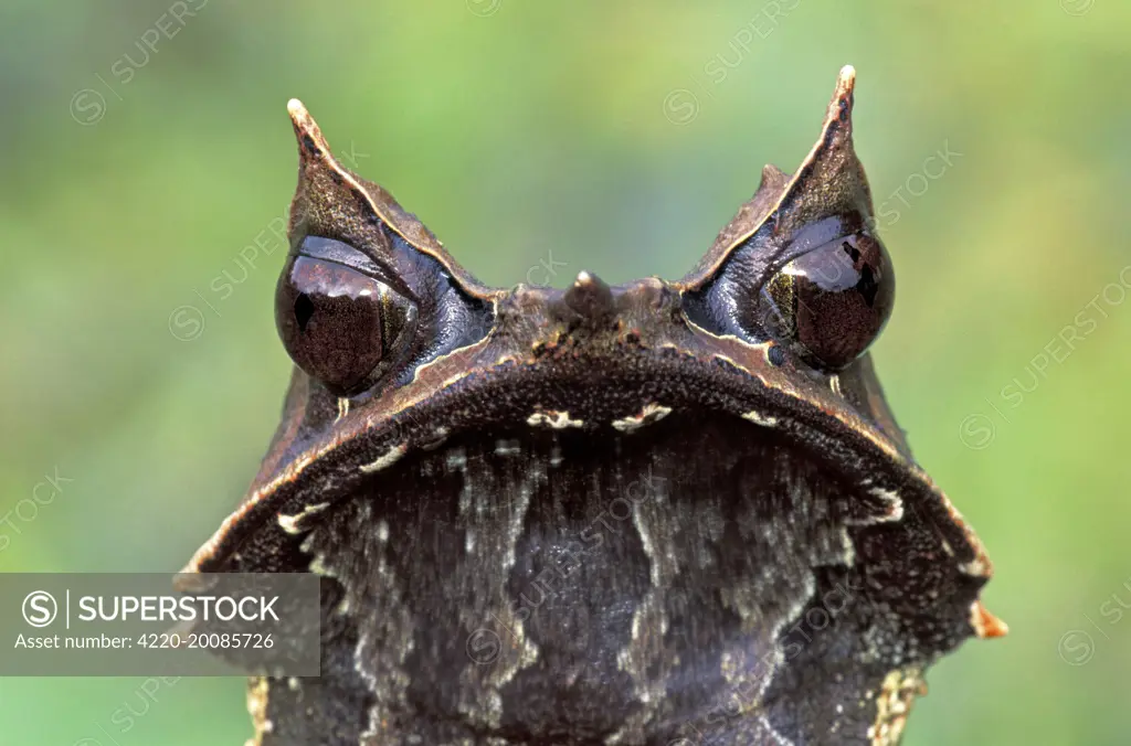 Nose-horned Frog (Megophrys nasuta). Gunung Gading Nationalpark - Sarawak - Borneo - Malaysia.