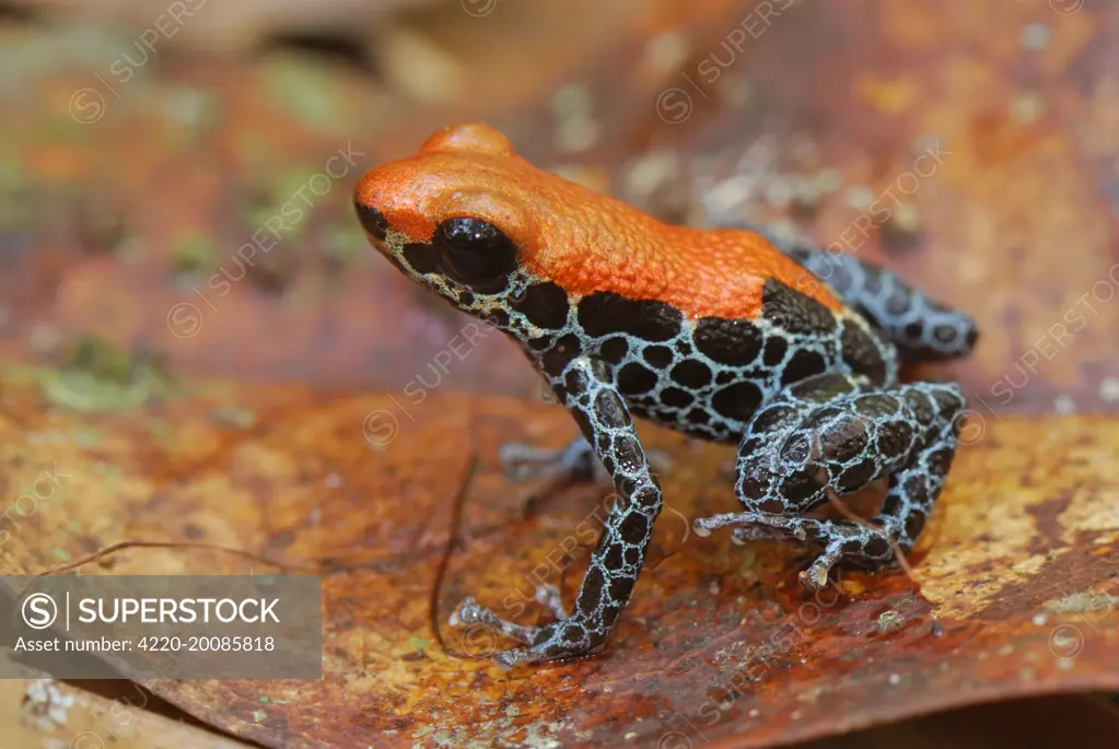 Reticulated Poison Dart Frog (Ranitomeya reticulatus). Allpahuayo Mishana National Reserve - Iquitos - Peru.