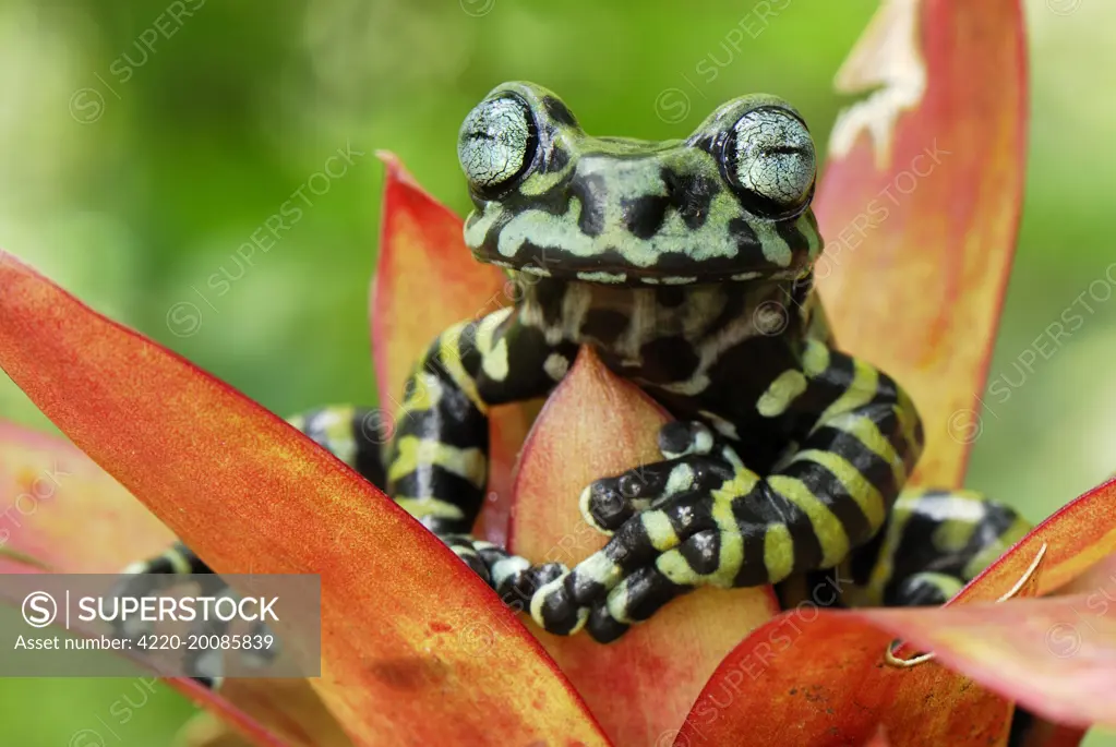 Tiger's Treefrog on bromeliad (Hyloscirtus tigrinus). Pasto - Departamento Narino - Colombia. new species discovered in 2007.