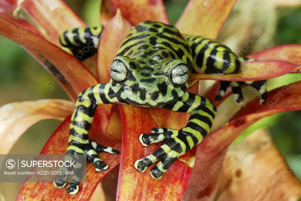 Tiger's Treefrog on bromeliad (Hyloscirtus tigrinus). Pasto - Departamento Narino - Colombia. new species discovered in 2007.