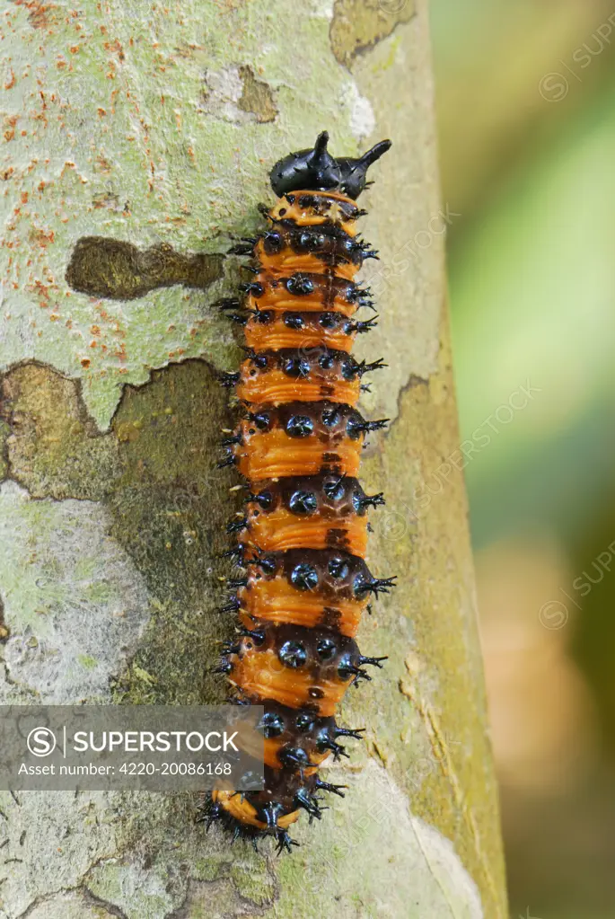 Nymphalid Butterfly - Caterpillar  (Panacea sp. ). Allpahuayo Mishana National Reserve - Iquitos - Peru. Nymphalidae.