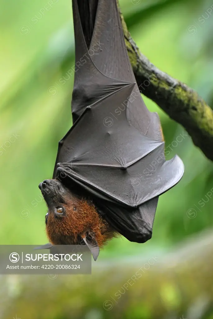 Malayan / Malaysian Flying Fox - hanging upside down (Pteropus vampyrus). Malaysia.