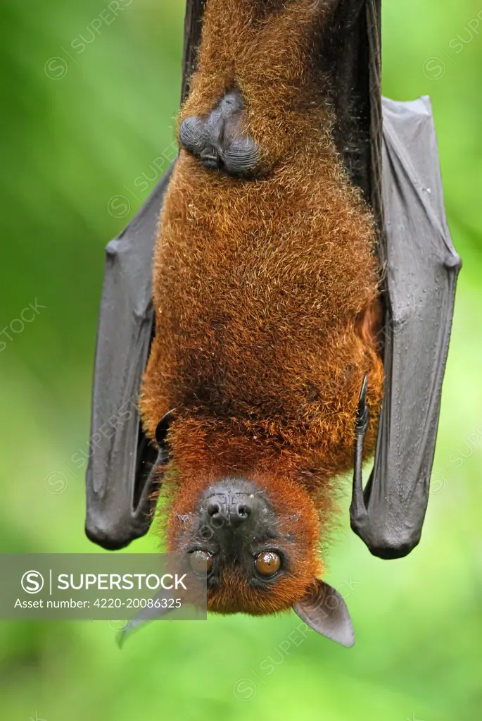 Malayan / Malaysian Flying Fox - hanging upside down (Pteropus vampyrus). Malaysia.