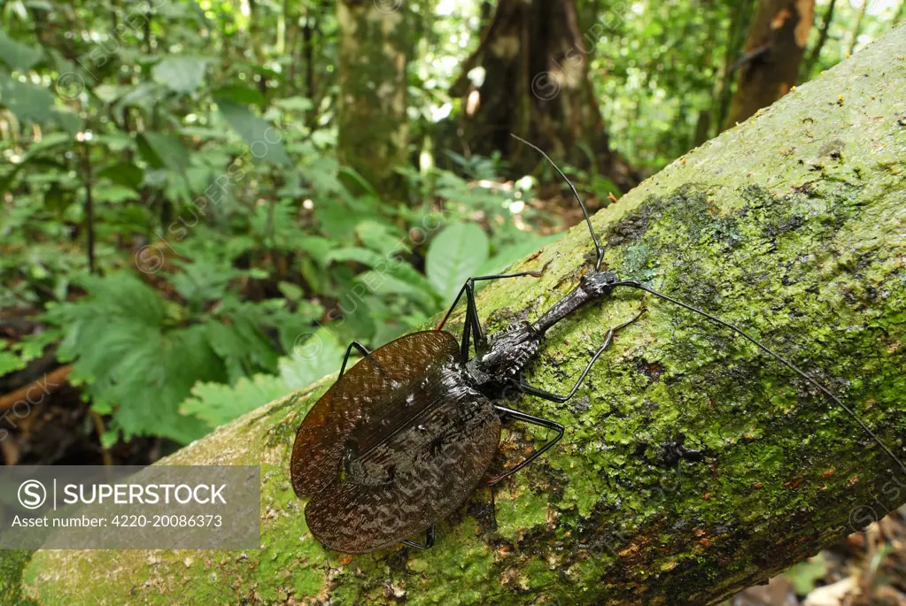 Fiddle Beetle / Violin Beetle (Mormolyce phyllodes). Danum Valley Conservation Area - Sabah - Borneo -  Malaysia.