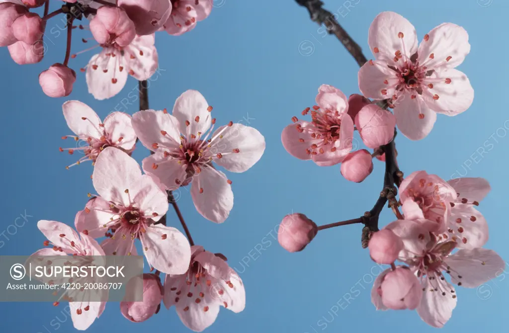 Bush cherry / Japanese almond cherry / Japanese bush cherry (Prunus japonica)