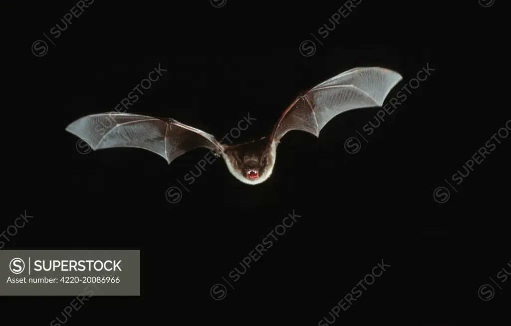 Natterer's Bat - In flight at night (Myotis nattereri). Belgium. (Selysius nattereri).