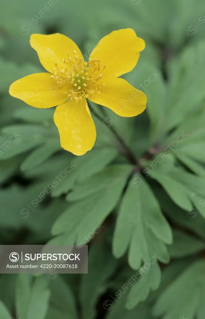 Yellow wood anemone - Buttercup anemone (Anemone ranunculoides)