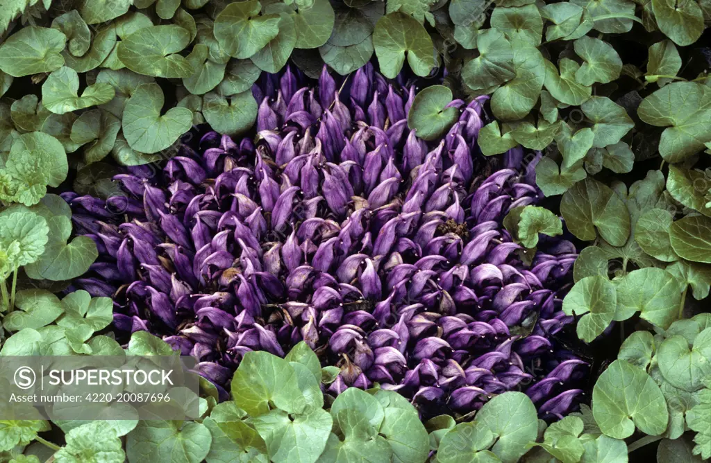 Purple Toothwort (Lathraea clandestina)