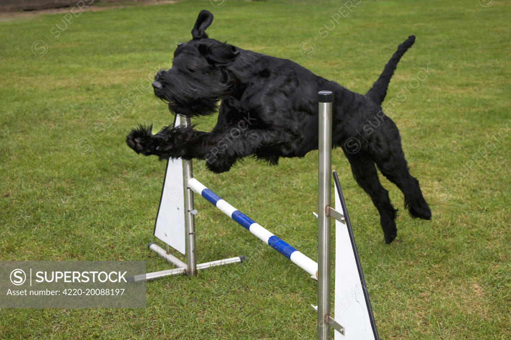 Giant cheap schnauzer agility