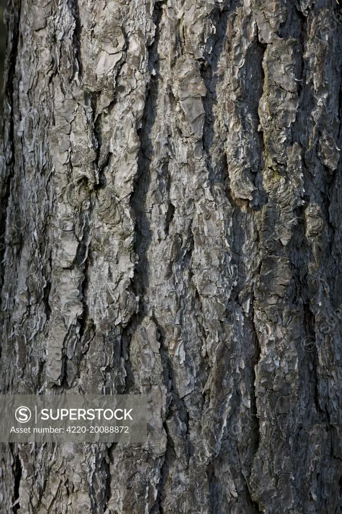 Black Pine Trees - bark - Belgium (Pinus nigra)