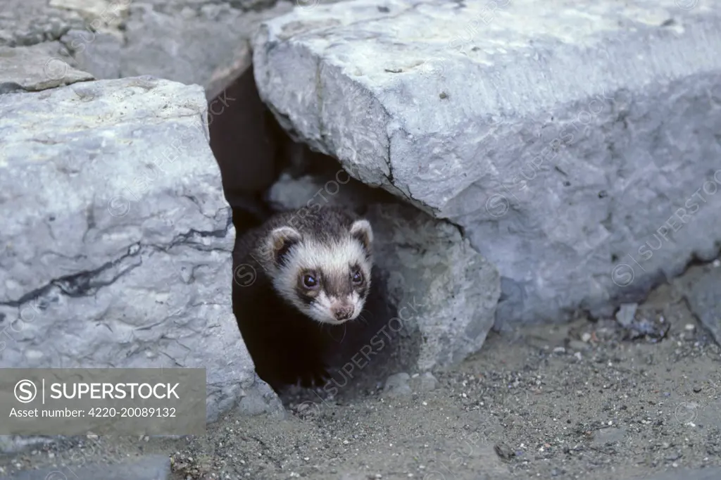 Ferret - emerging from gutter hole in the street (mustela)