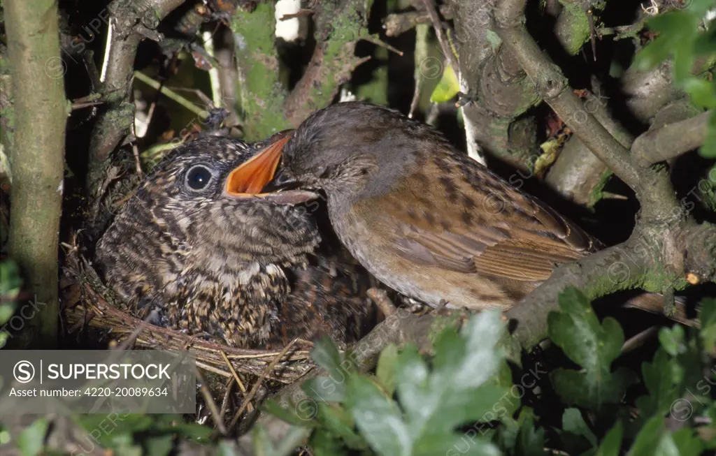 Cuckoo - chick being fed by Dunnock (Prunella modularis) (Cuculus canorus). Cuckoos are Brood Parasites.