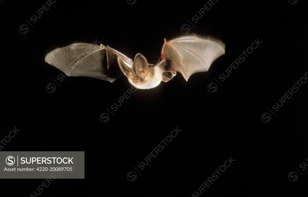 Brown / Common Long-eared / Long-eared BAT - in flight (Plecotus auritus)