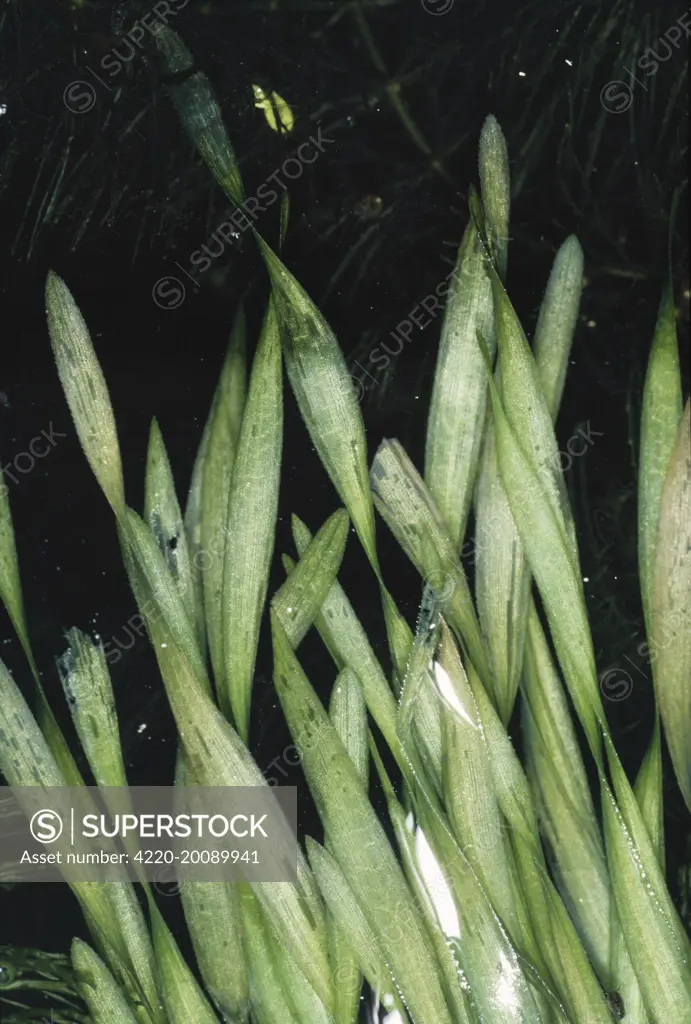 Tape GRASS - aquatic (Vallisneria spiralis)