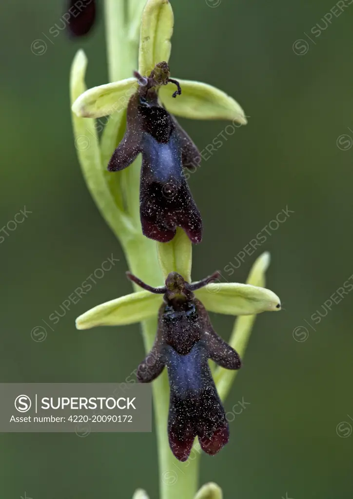 Fly orchid flowers. Insect mimic (Ophrys insectifera)