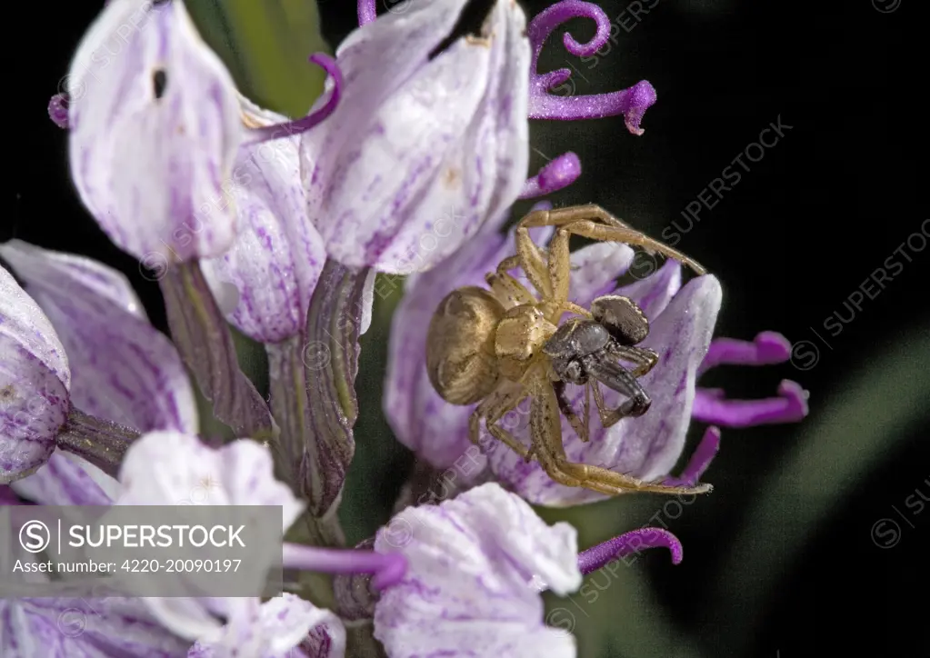 Female crab spider on monkey orchid, eating male spider 