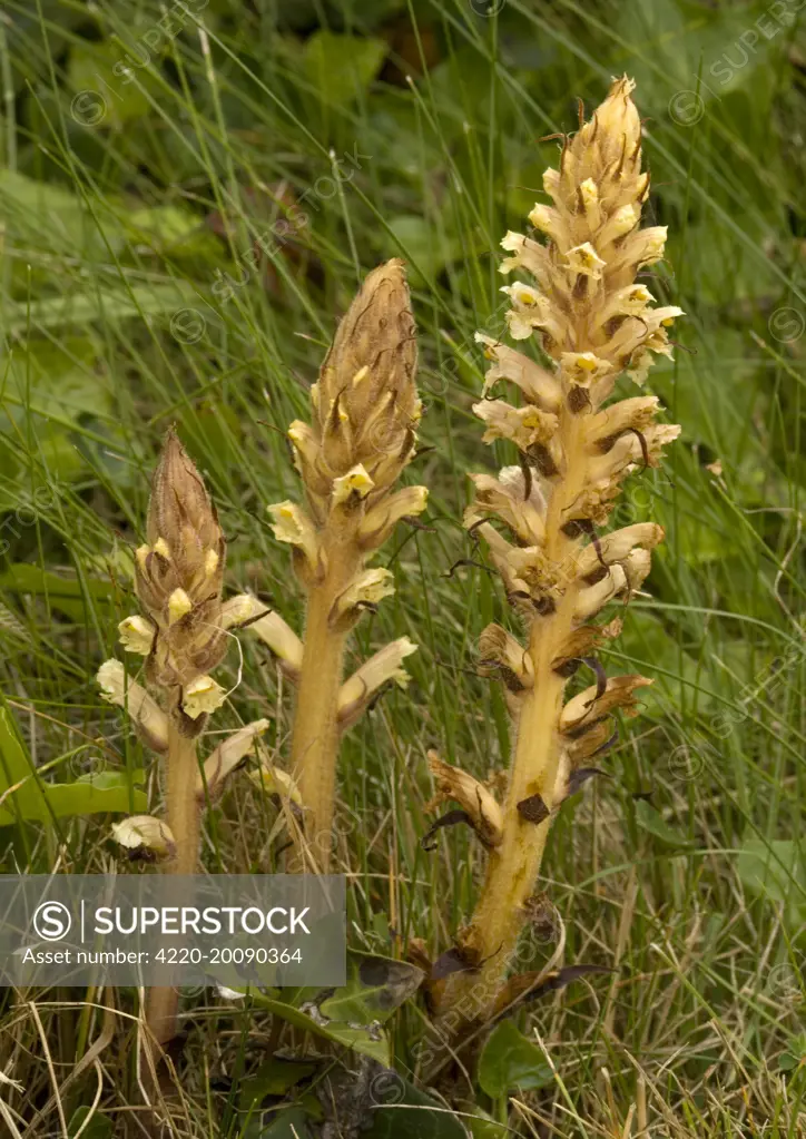 Ivy Broomrape (Orobanche hederae). Parasitic plant that grows into the host root. Orobanche hederae favour Ivy.