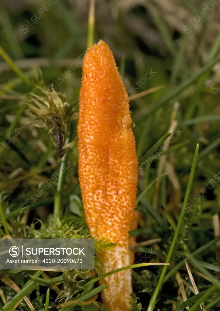 Scarlet caterpillar fungus - showing club-shaped head (Cordyceps militaris). Parasitic on dead insects, arises from the bodies of larvae and pupae of moths etc. Found summer to autumn, in grassland.