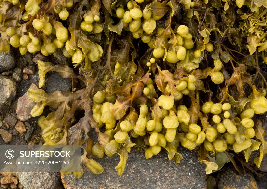 Spiral Wrack Seaweed (Fucus spiralis)