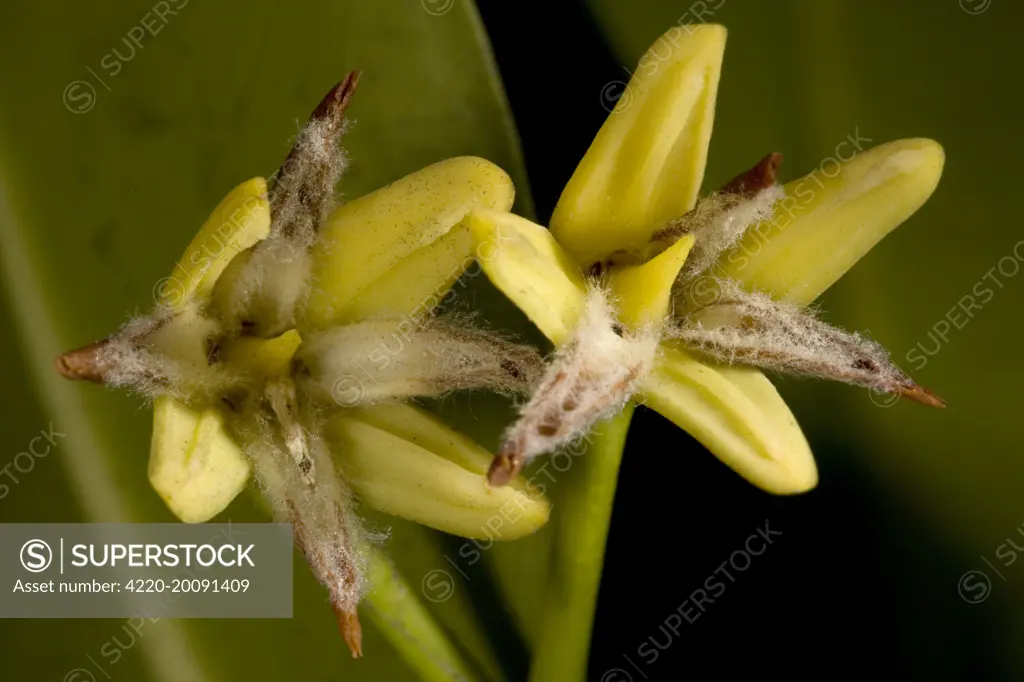 Red mangrove in flower (Rhizophora mangle). Florida, USA.