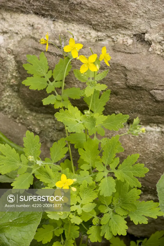 Greater celandine (Chelidonium majus)