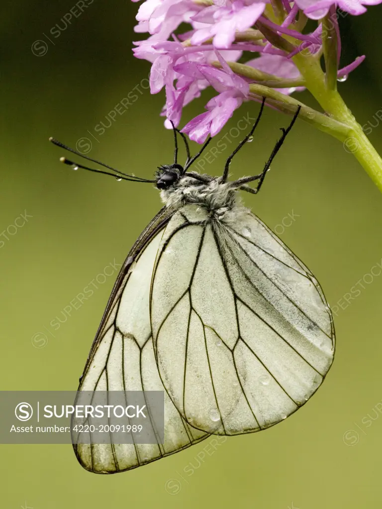 Black-veined white butterfly - on Pyramidal orchid, after rainstorm. (Aporia crataegi). Greece.