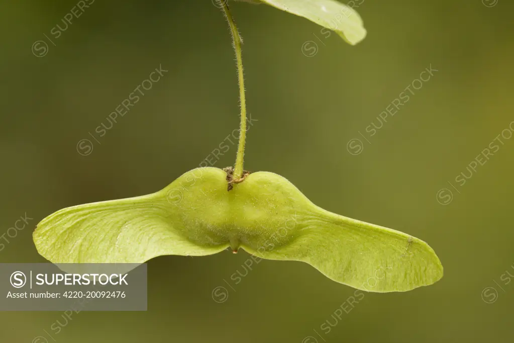 Field maple in fruit, with helicopter fruits (Acer campestre)