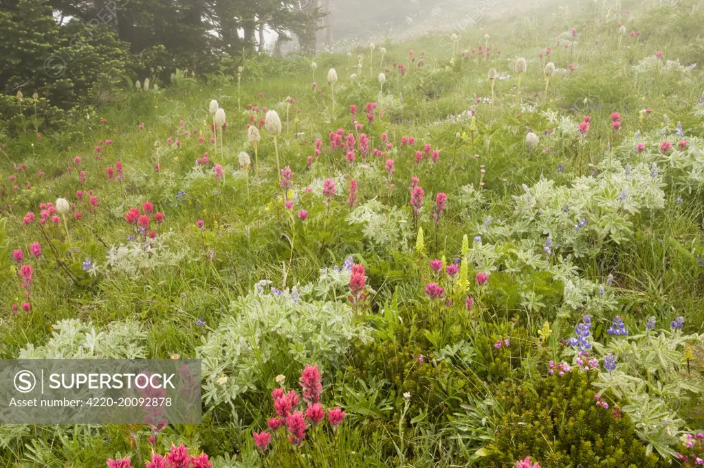 Spectacular mountain meadow in the mist, with Magenta Paintbrush, bracted lousewort etc. at Paradise,  Mount Rainier. Cascade Mountains, Washington, USA.