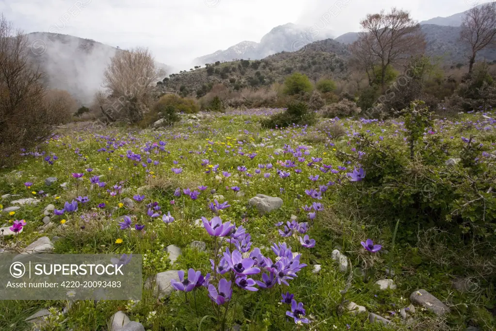 Crown Anemones - on the Omalos Plateau (Anemone coronaria). White Mountains, Crete.