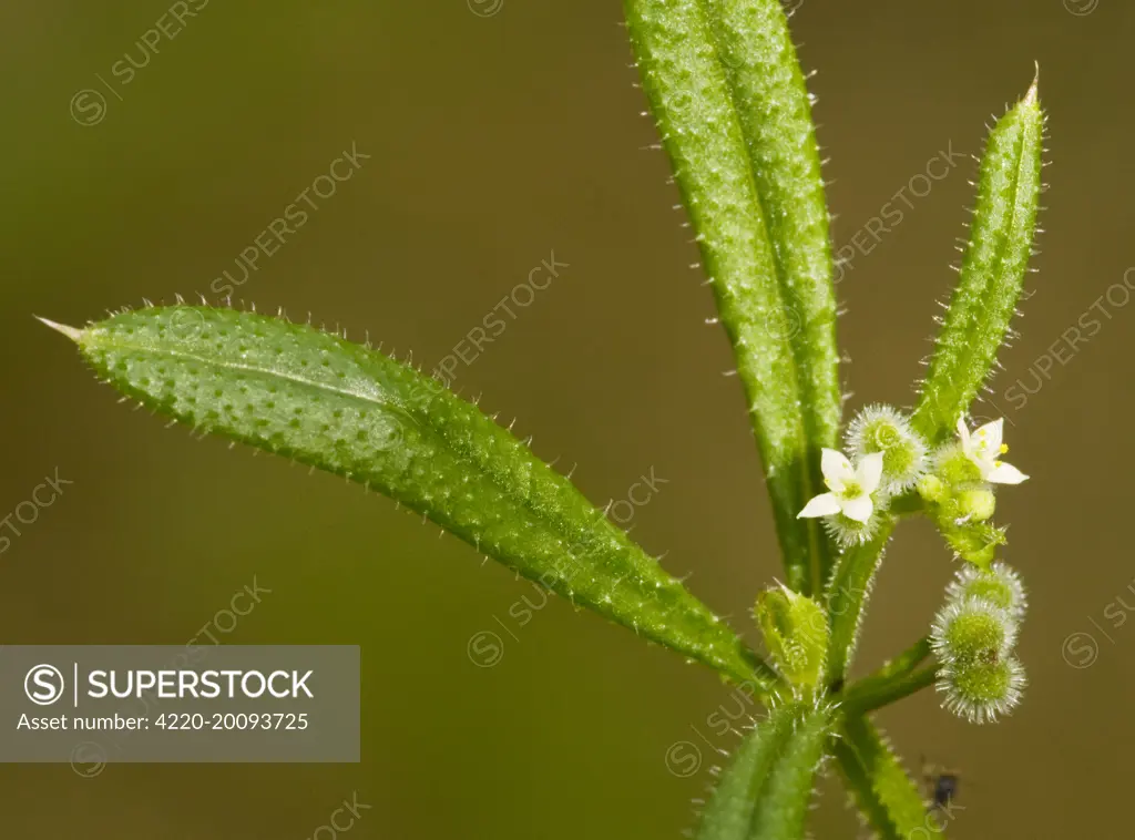 Goose grass or cleavers, with flowers and developing sticky fruit (Galium aparine). Dorset, UK.