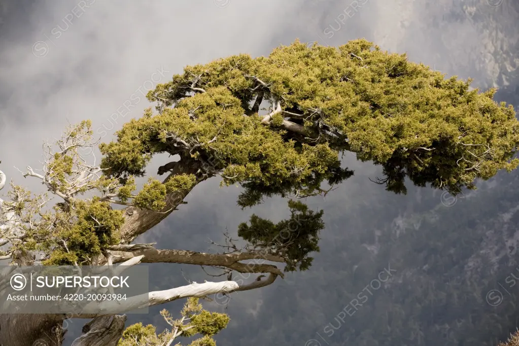 Ancient cypresses (Cupressus sempervirens). White Mountains, Crete.