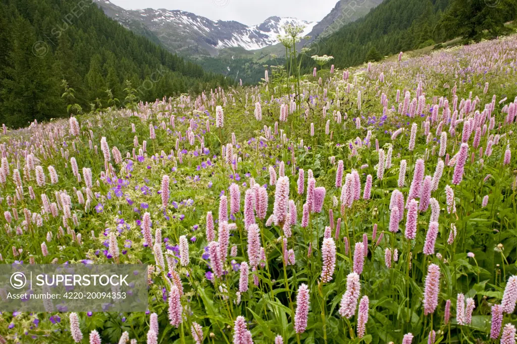 Species-rich flowery pasture, with Bistort - Wood Cranesbill (Geranium sylvaticum) etc (Polygonum bistortum). in the Narreyroux valley, Ecrins National Park, French Alps, France.