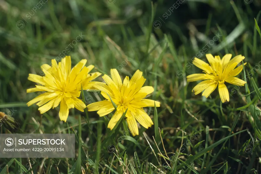 Autumn Hawkbit Flowers (Leontodon autumnale). meadow, UK.