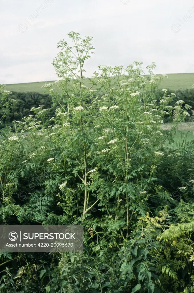 HEMLOCK / Poison hemlock (Conium maculatum). Dorset, UK.