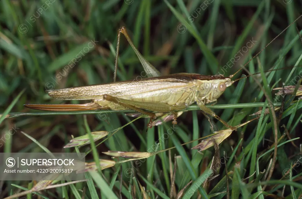 Long-winged Conehead Bush Cricket - female (Conocephalus discolor)