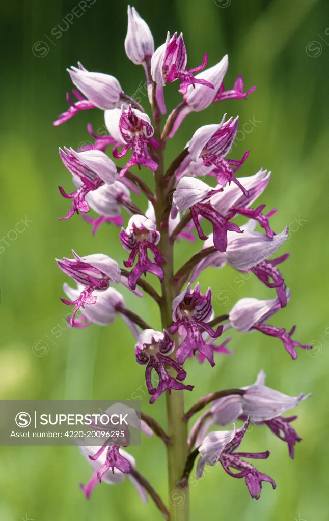 Military / Soldier Orchid (Orchis militaris). Rare in UK.