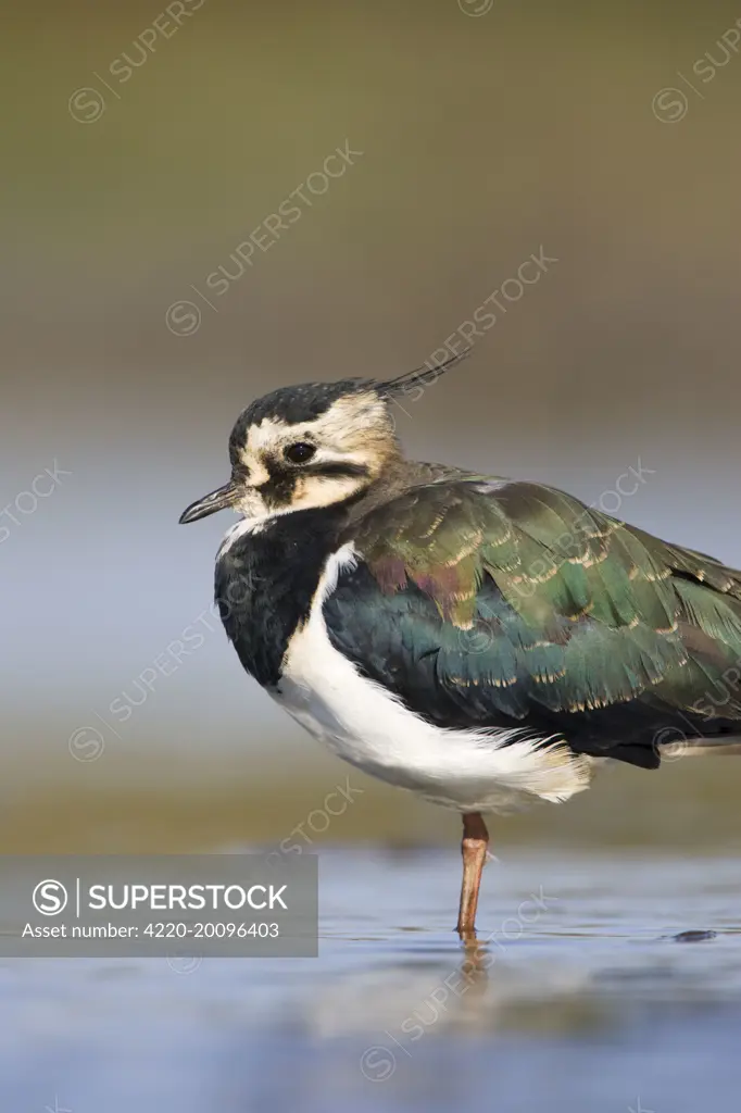 Northern Lapwing - Waterlevel perspective of adult bird in the shallows of a wetland (Vanellus vanellus). Cleveland, England. UK.
